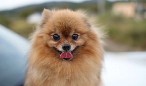 Hilarious Pomeranian Sneeze Ever