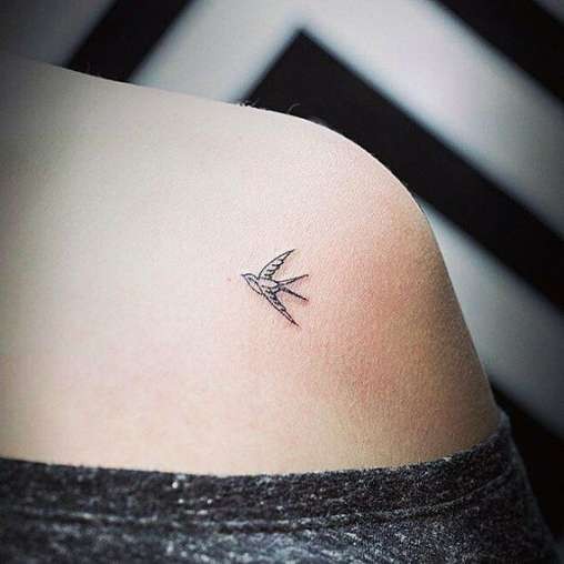Swallow bird No