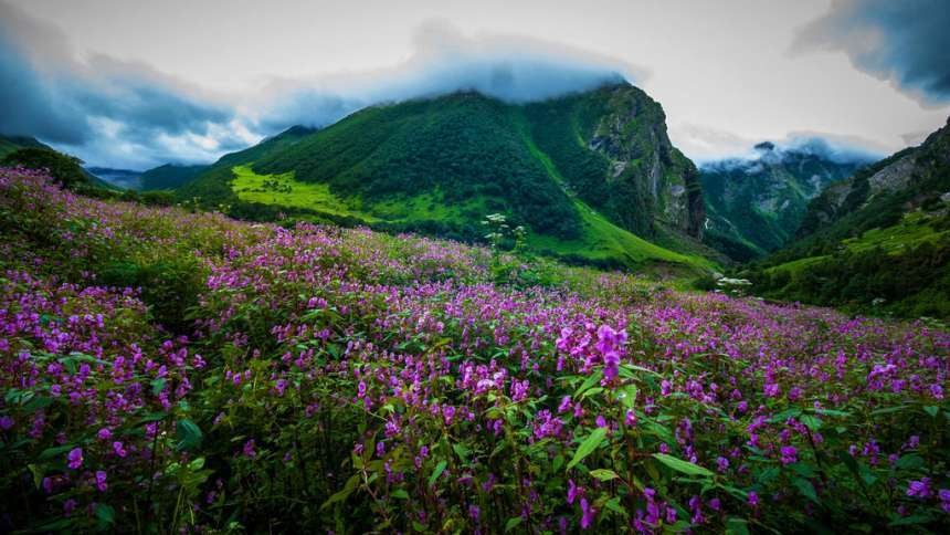 Valley Of Flowers