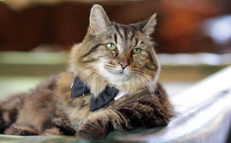 Meet World’s Oldest Cat, Corduroy, Age 121 In Cat Years SoPosted