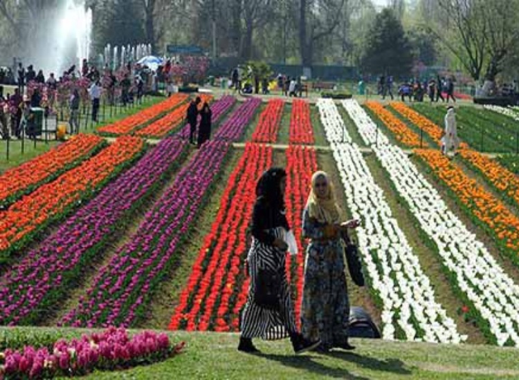 Asia's largest Tulip Garden makes World Record for the highest number
