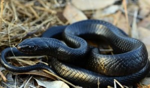 Shocking! Man kills Rattlesnake. Its chopped off head bites him in return