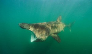 Watch: Giant Goliath Grouper gulps down Shark as Fishermen watch in shock