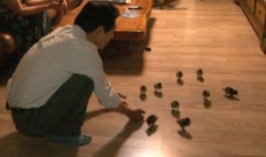 Korean man takes care of 21 ducklings like his children and go for hiking with them